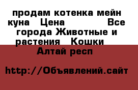 продам котенка мейн-куна › Цена ­ 35 000 - Все города Животные и растения » Кошки   . Алтай респ.